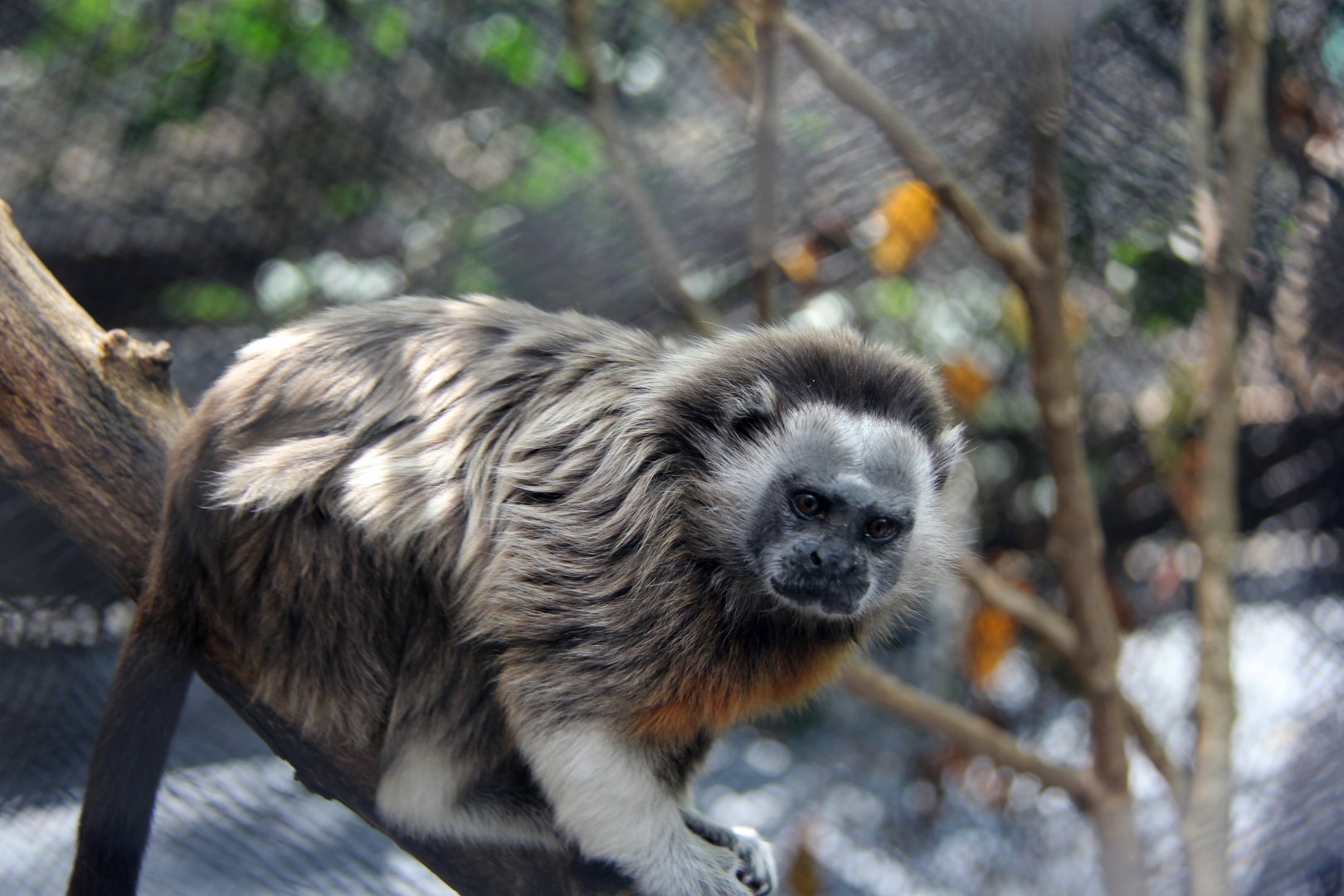 white-footed tamarin (Saguinus leucopus)