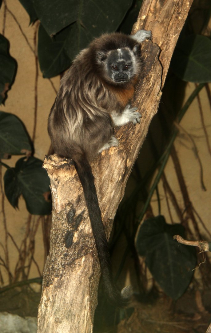 white-footed tamarin (Saguinus leucopus)