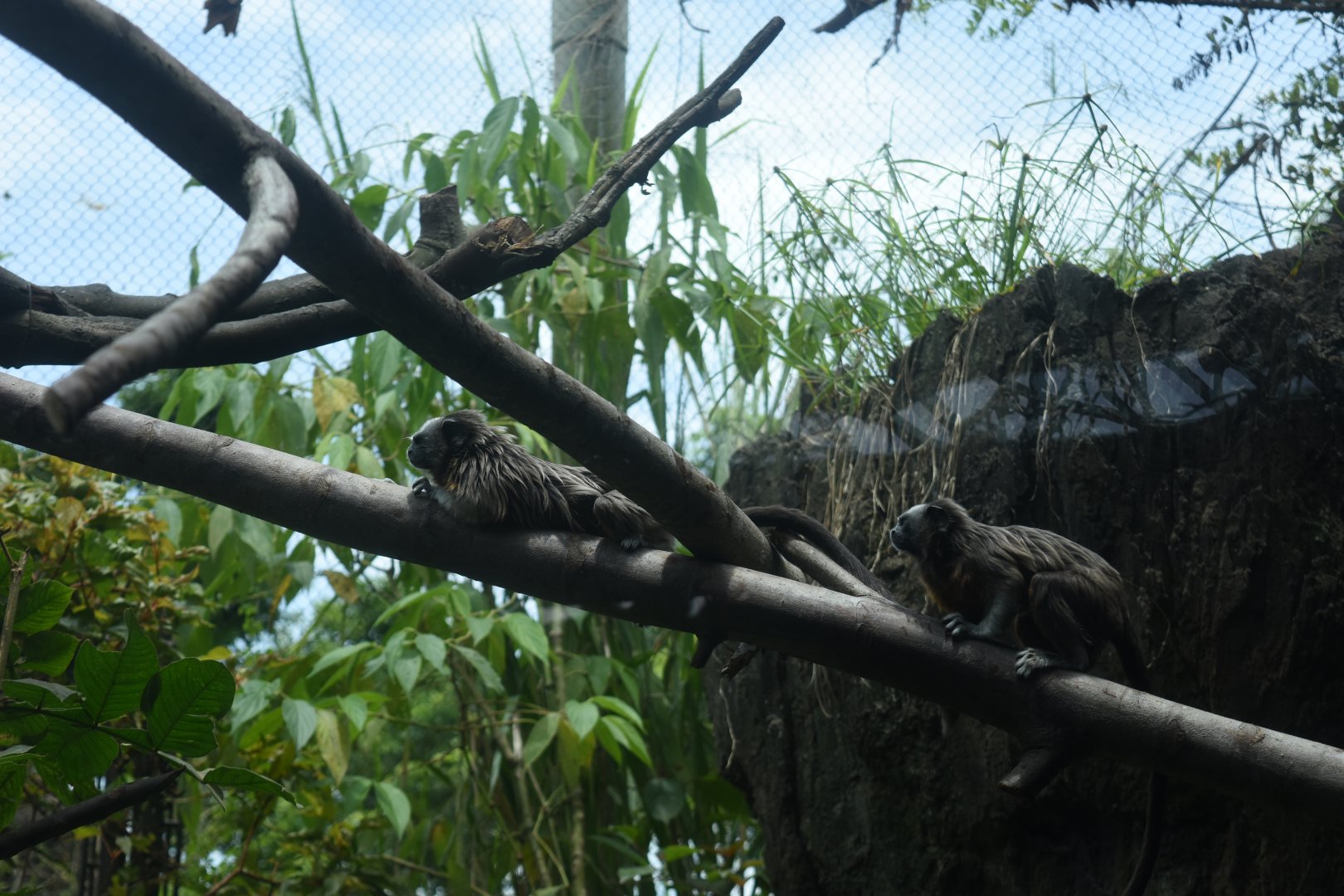 White-footed tamarin (Saguinus leucopus)