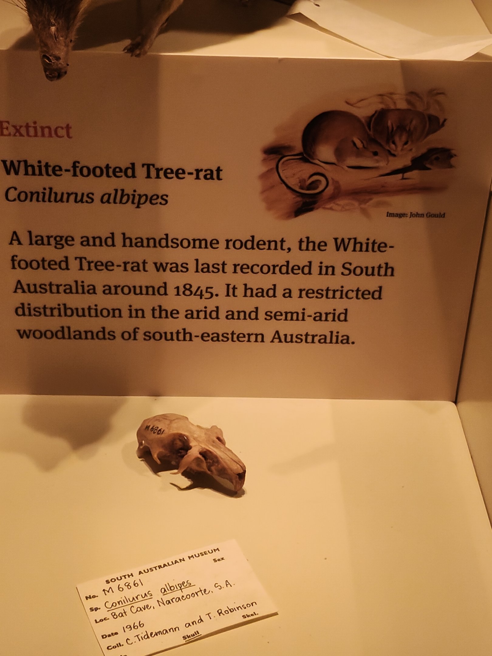 White-footed Tree Rat (Conilurus albipes)