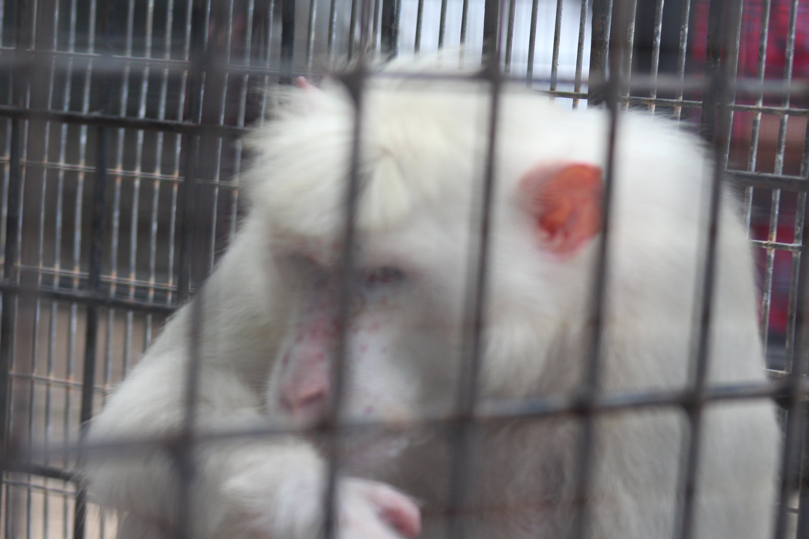 White form Albino Toque macaque