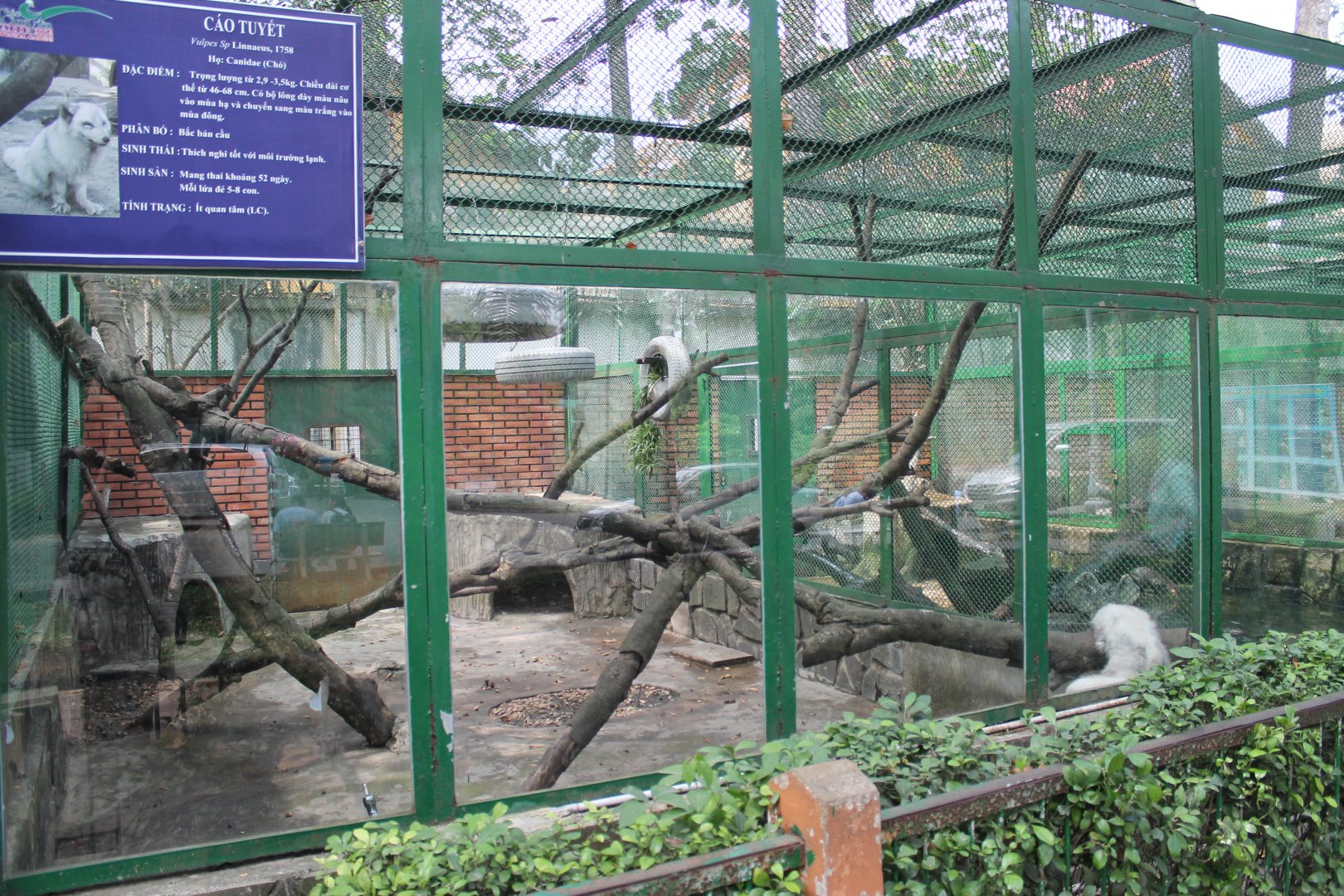 White Fox watching Smooth-coated Otters