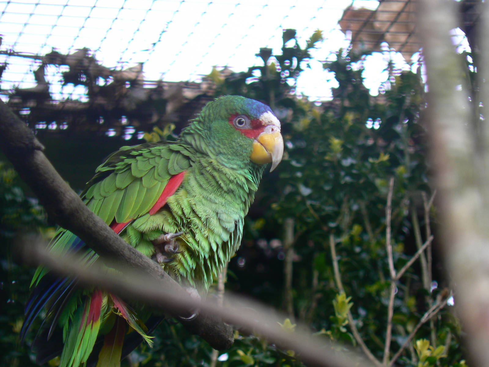 White-fronted Amazon - 9 April 2016