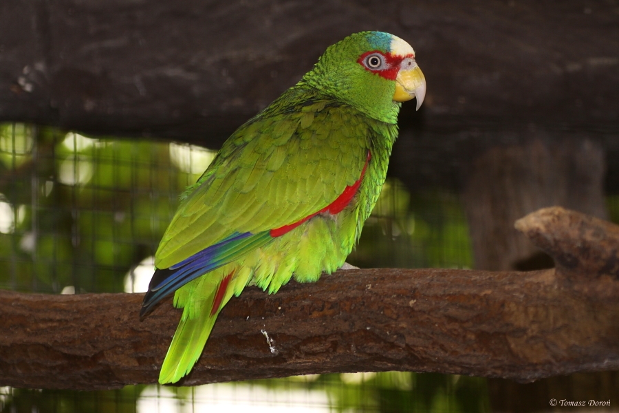 White-fronted Amazon (Amazona albifrons) - May 2010
