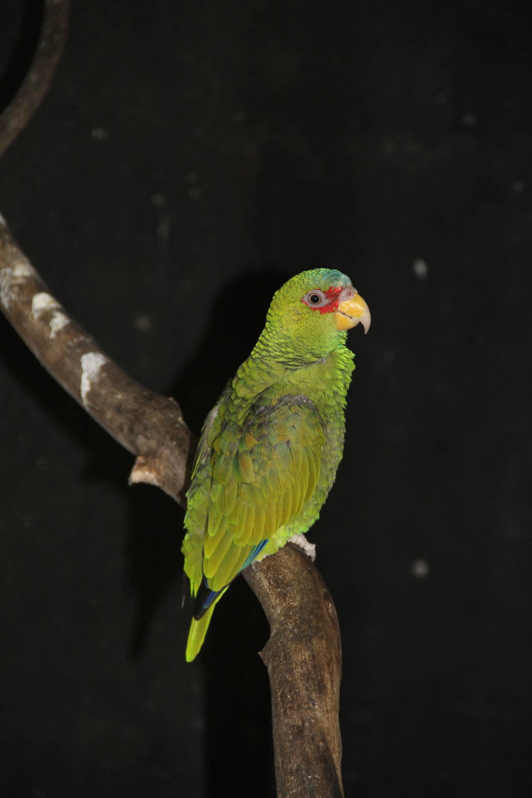White-fronted Amazon (Amazona albifrons)