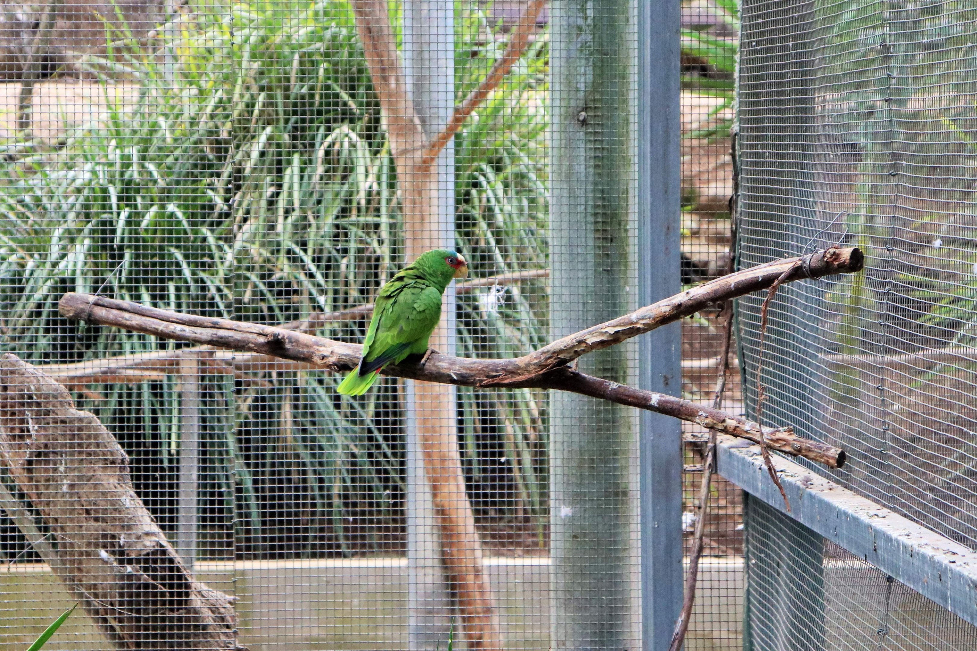 White-fronted Amazon (Amazona albifrons)