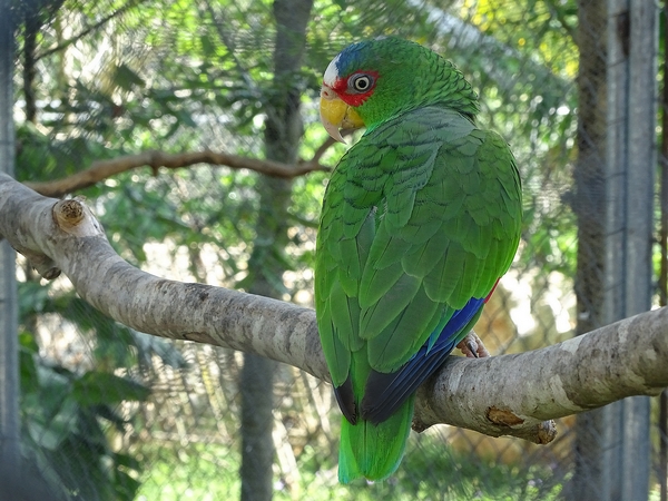 White-fronted amazon (Amazona albifrons)