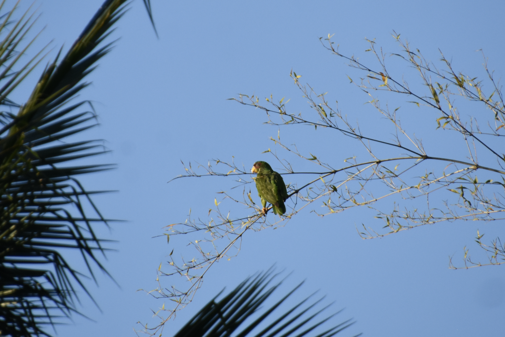 white-fronted amazon (Amazona albifrons)