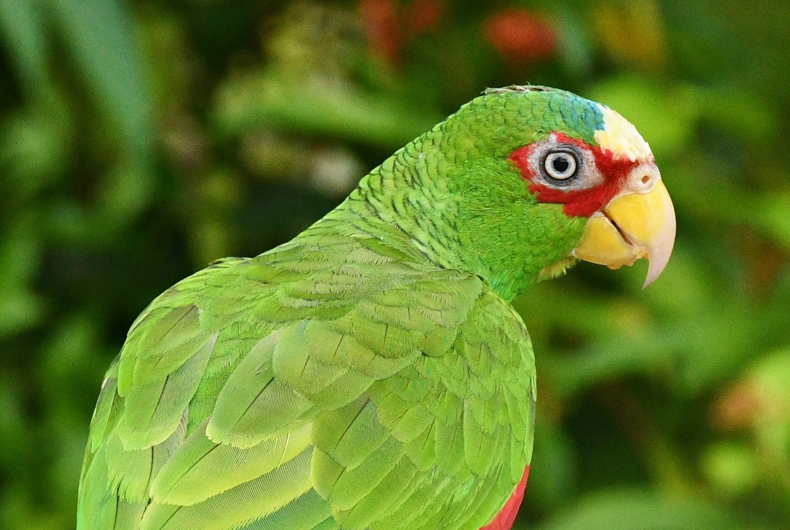 White-fronted Amazon (Amazona albifrons)