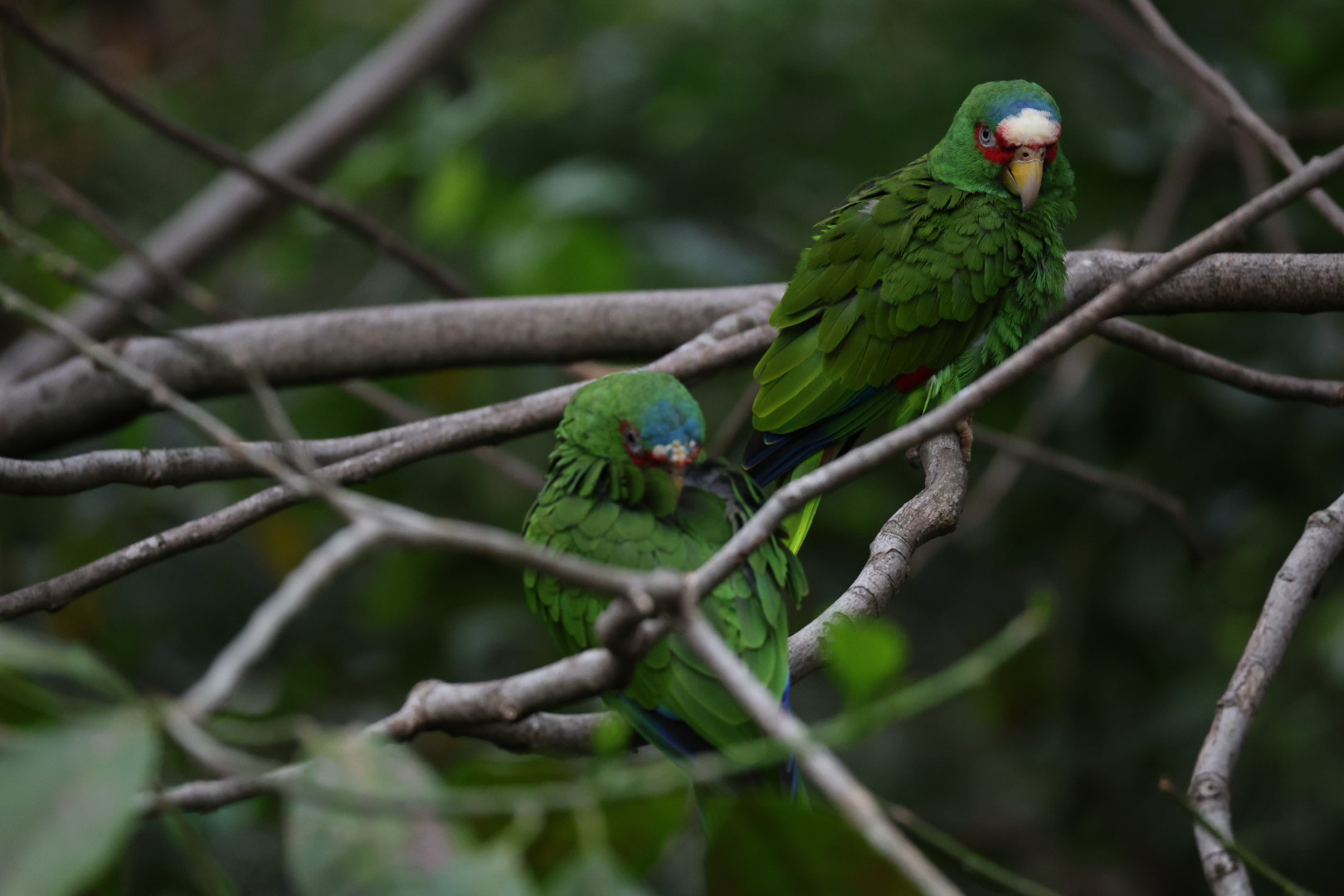 White-fronted amazon (Amazona albifrons)
