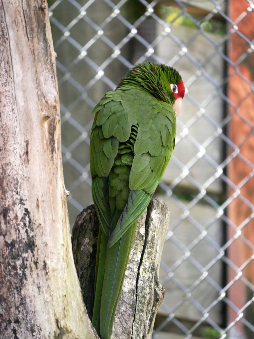 White-fronted amazon (Amazona albifrons)