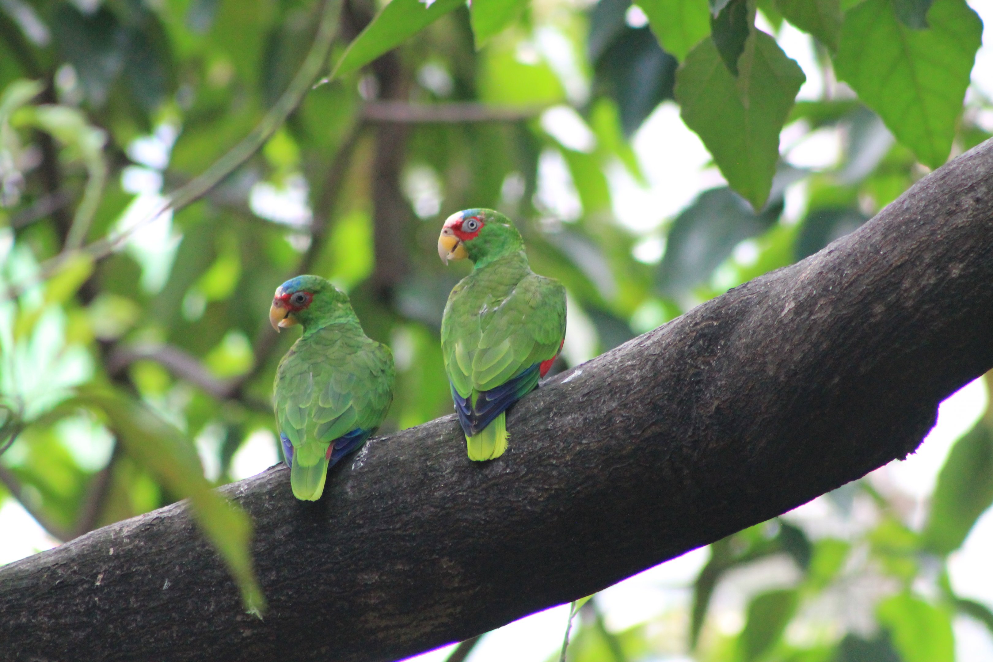 White-fronted Amazon (Amazona albifrons)