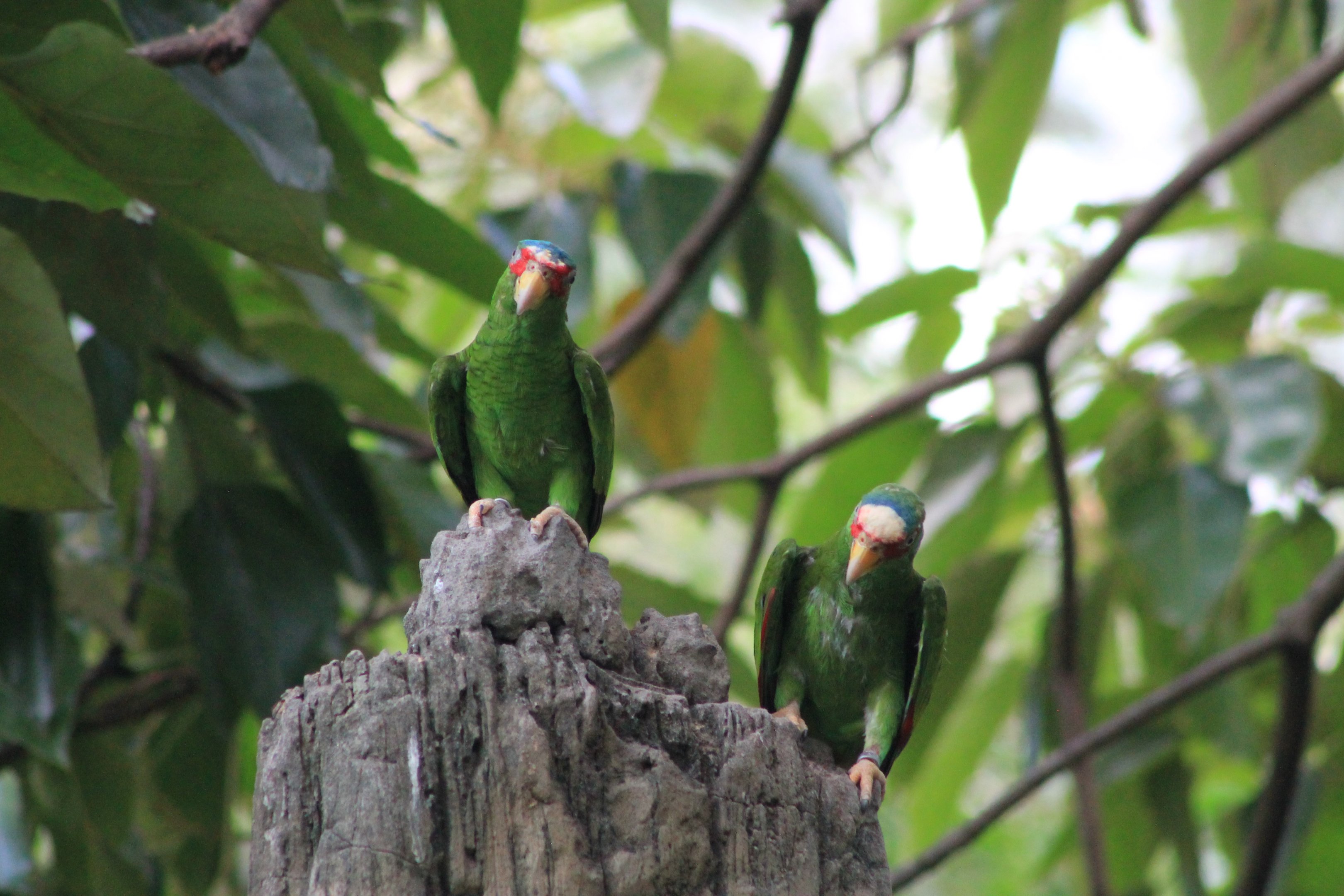 White-fronted Amazon (Amazona albifrons)
