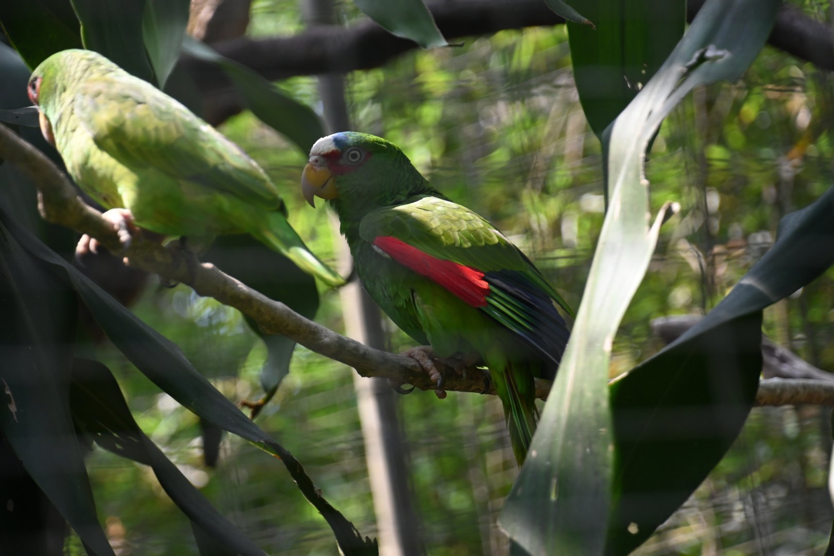 White-fronted amazon (Amazona albifrons)