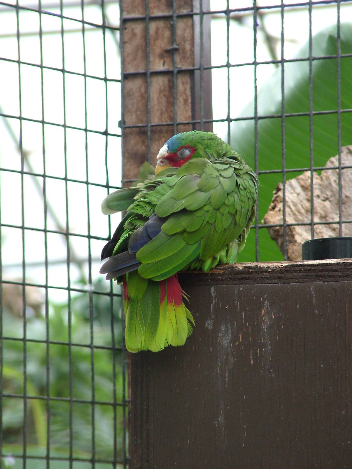 White-fronted Amazon at the Palms: Final Visit, 08/08/10