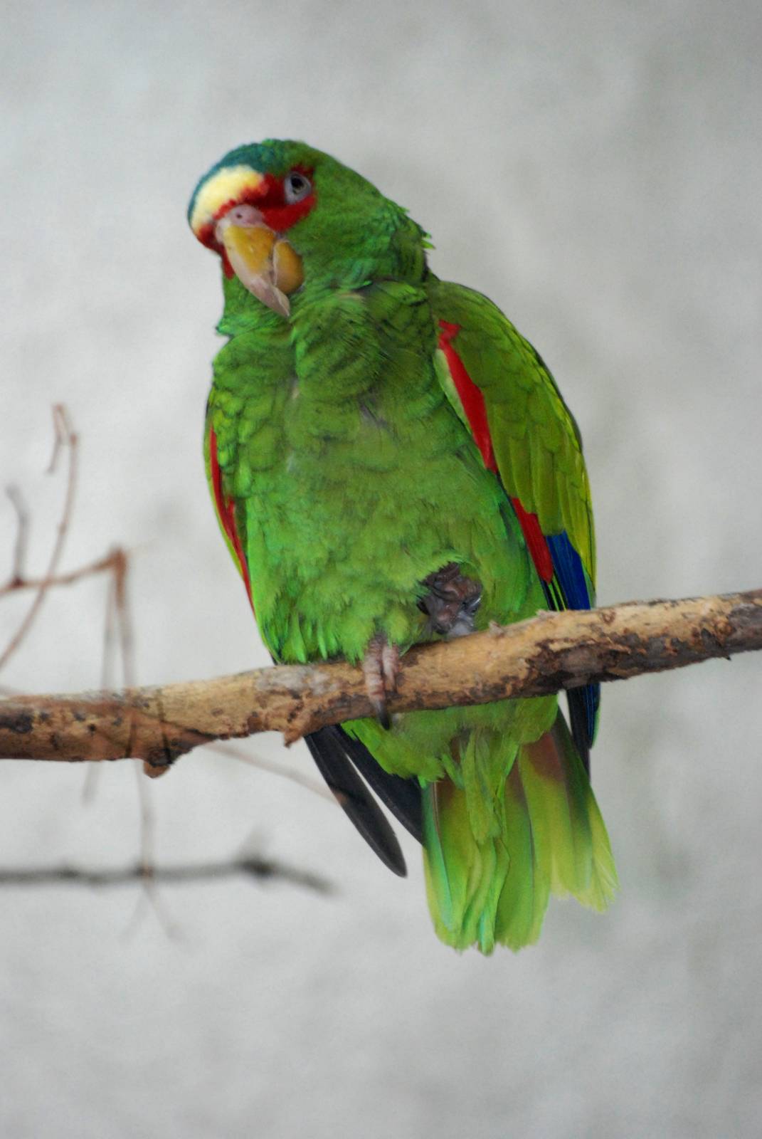 White-fronted Amazon at Vienna, 14/06/13