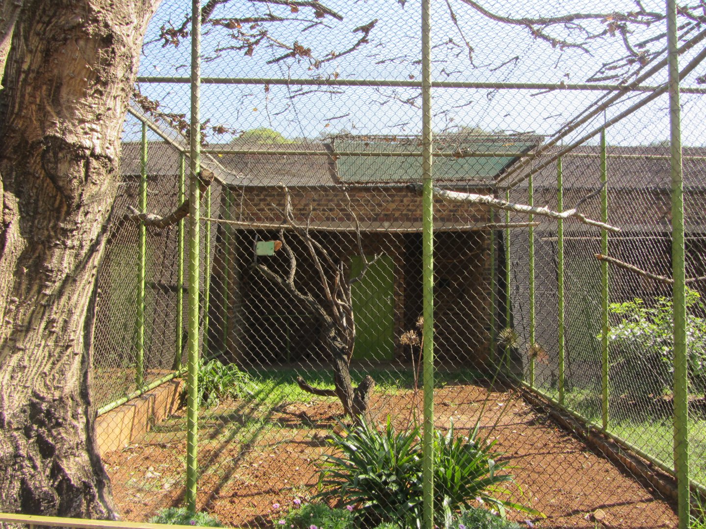 White-fronted Amazon Aviary