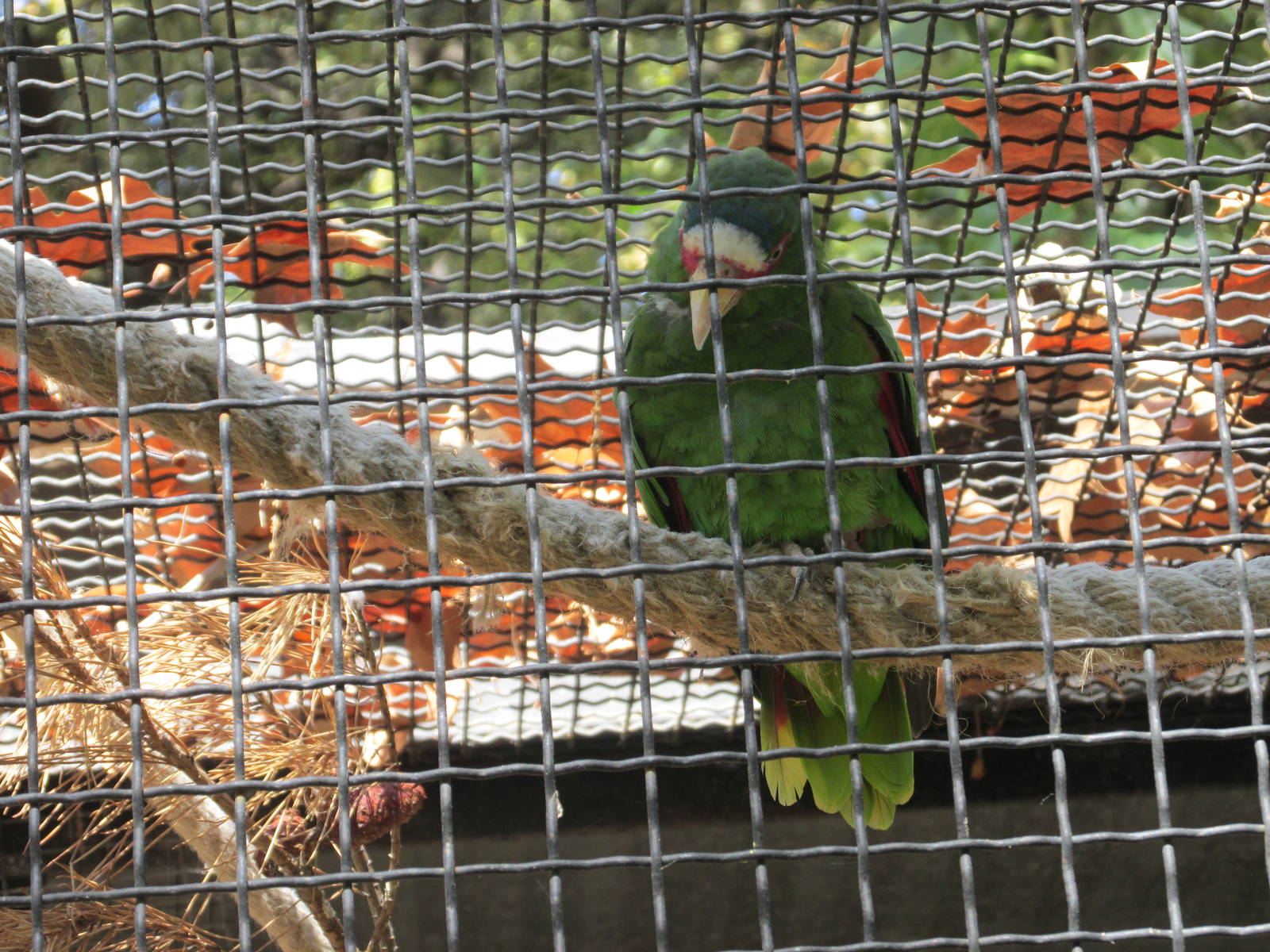 white fronted amazon parrot barcelona zoo