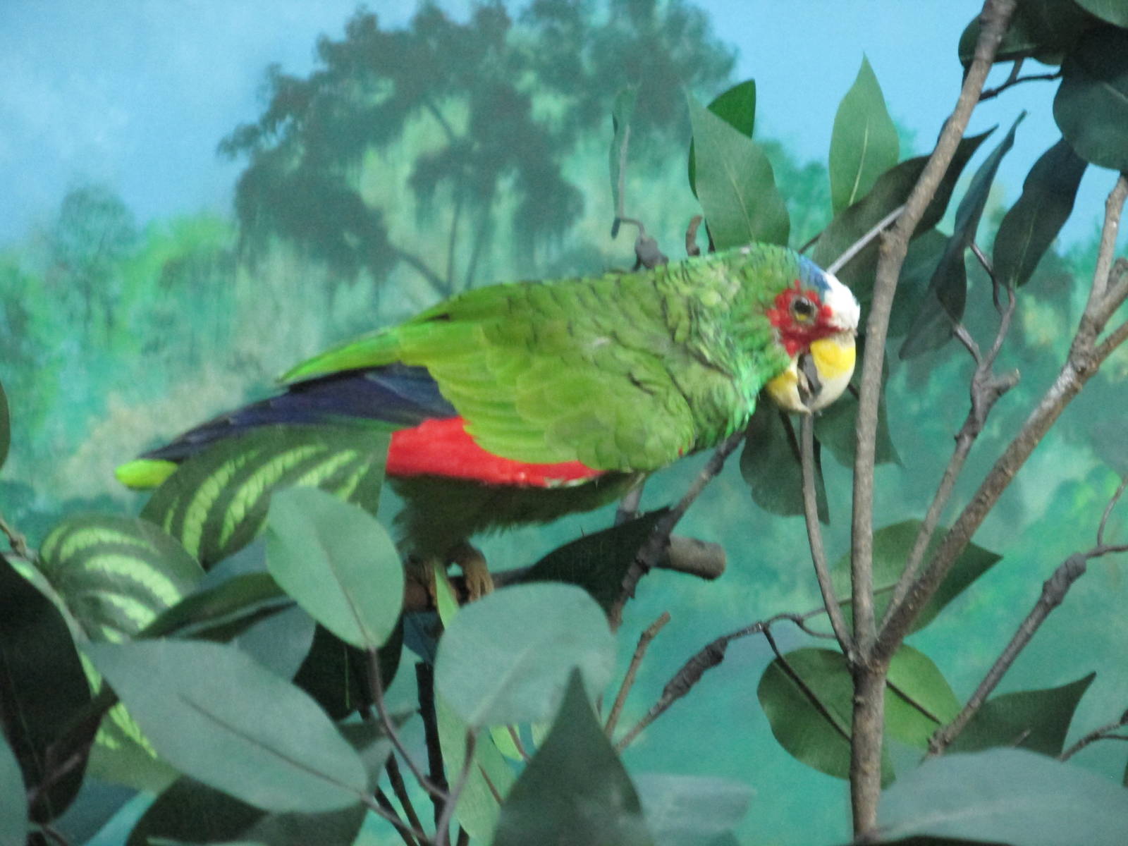 white fronted amazon parrot museo de historia natural