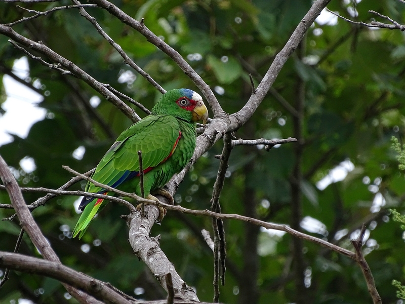 White-fronted amazon parrot