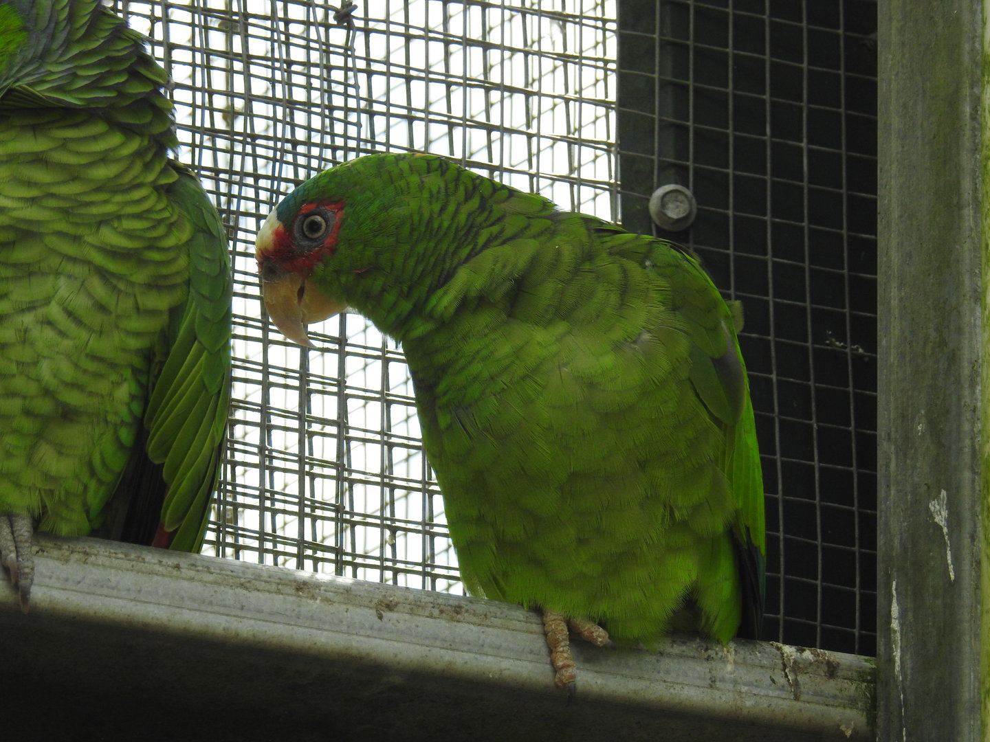 White-Fronted Amazon-Parrot