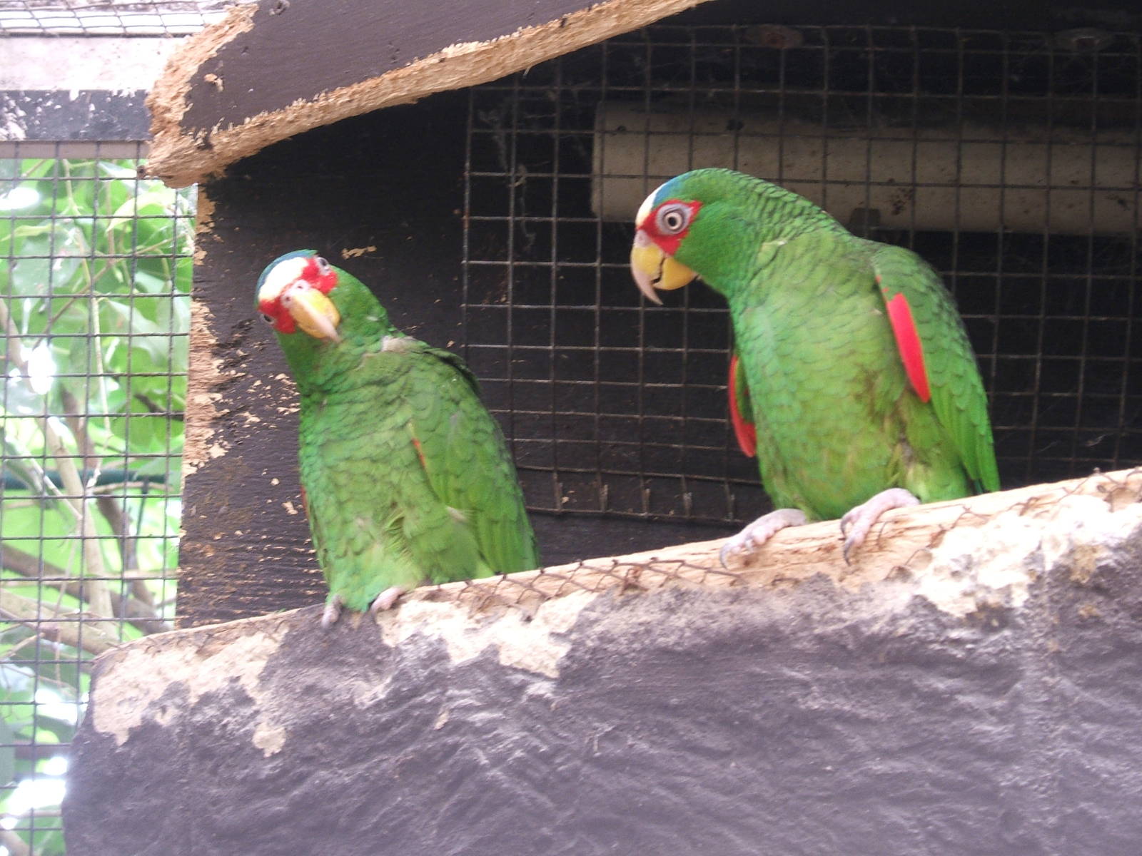 White fronted Amazon parrots at Amazon World, 5 April 2010