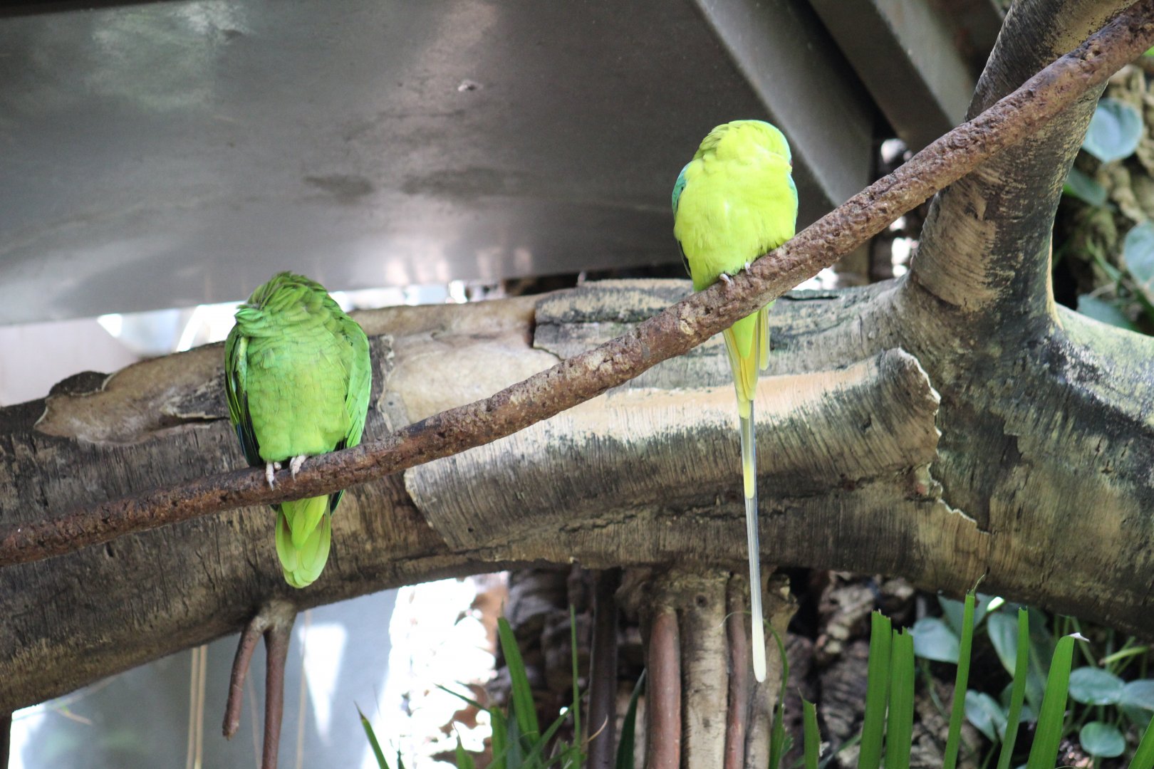White-Fronted Amazon & Plum-Headed Parakeet