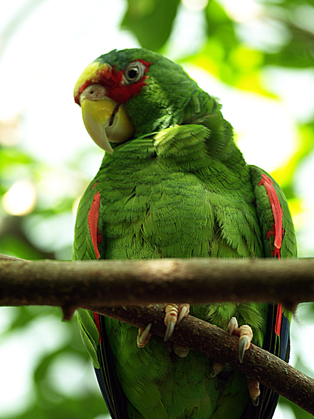 White-fronted Amazon