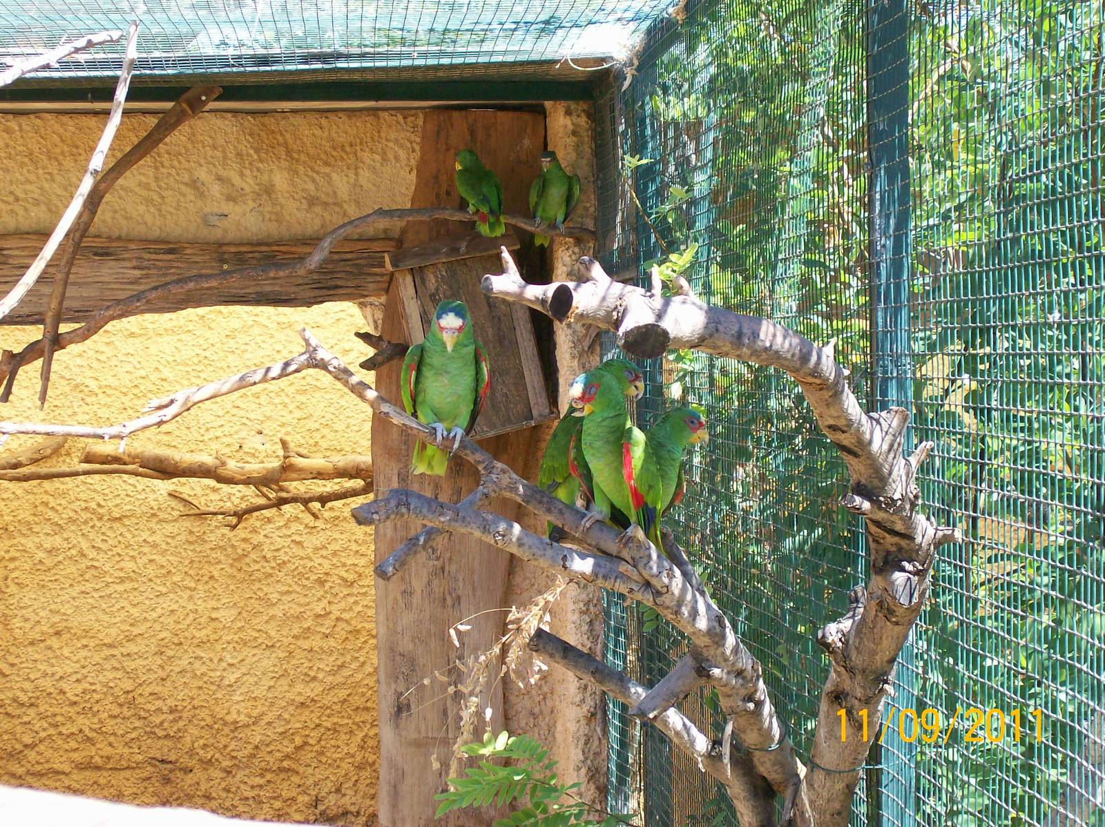 White-fronted amazon