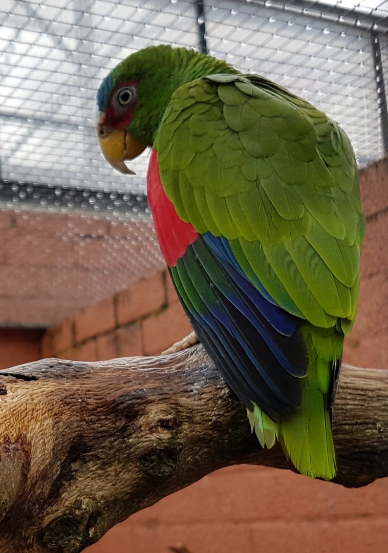 White-fronted amazon