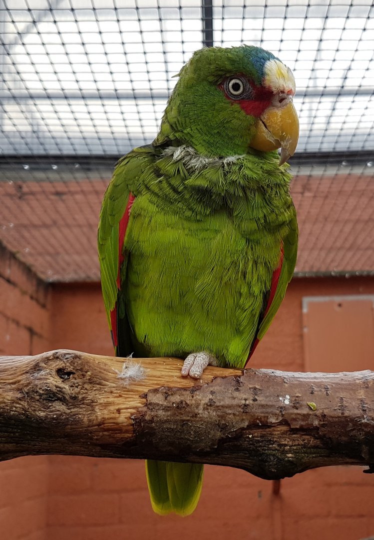 White-fronted amazon
