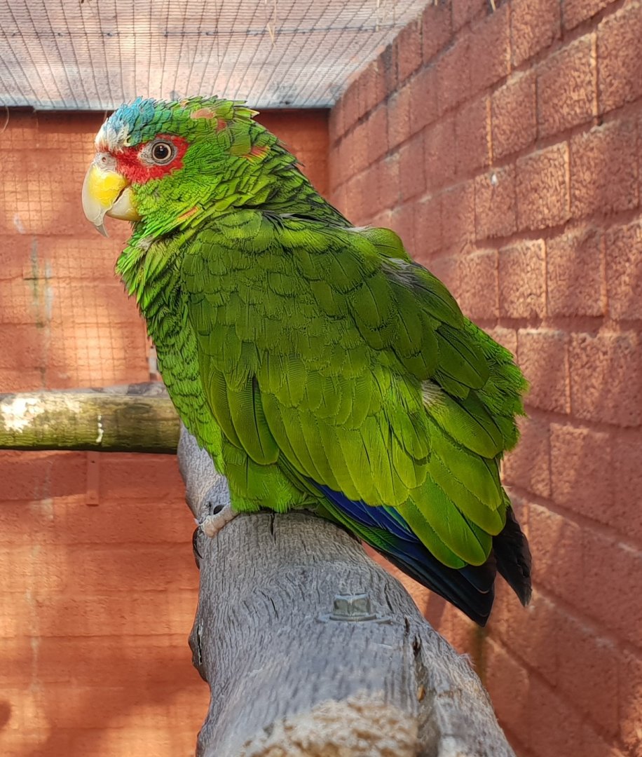 White-fronted amazon