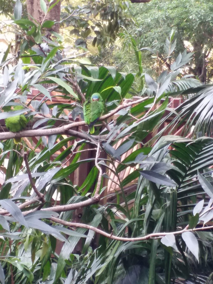 White-fronted Amazon