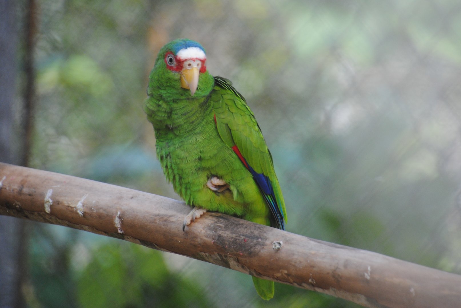 White-fronted Amazon