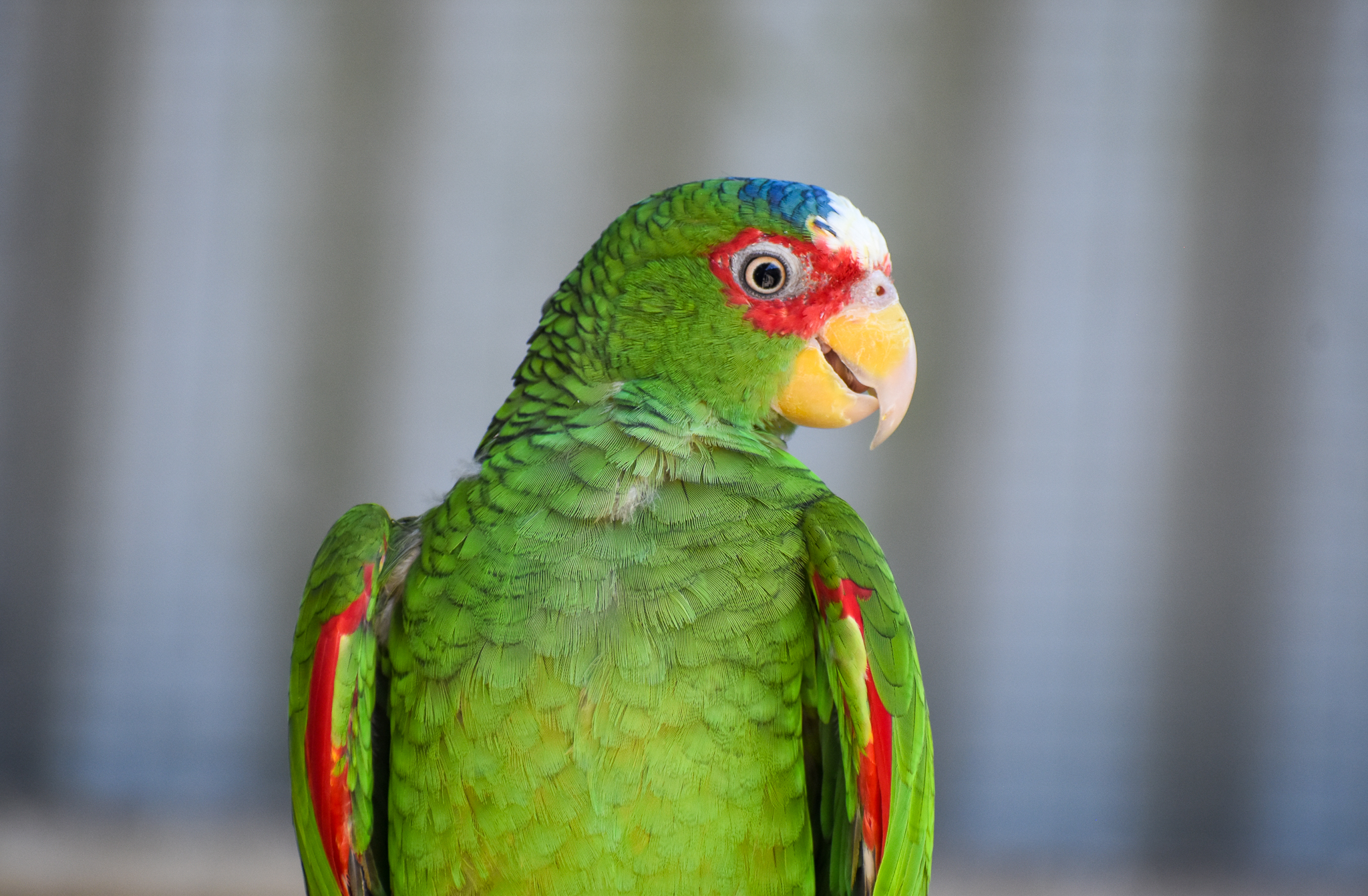 White-fronted Amazon