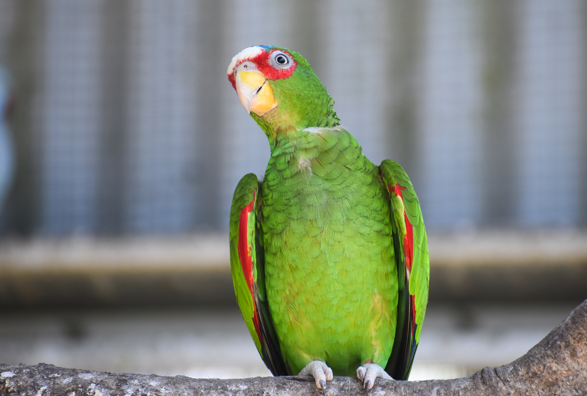 White-fronted Amazon