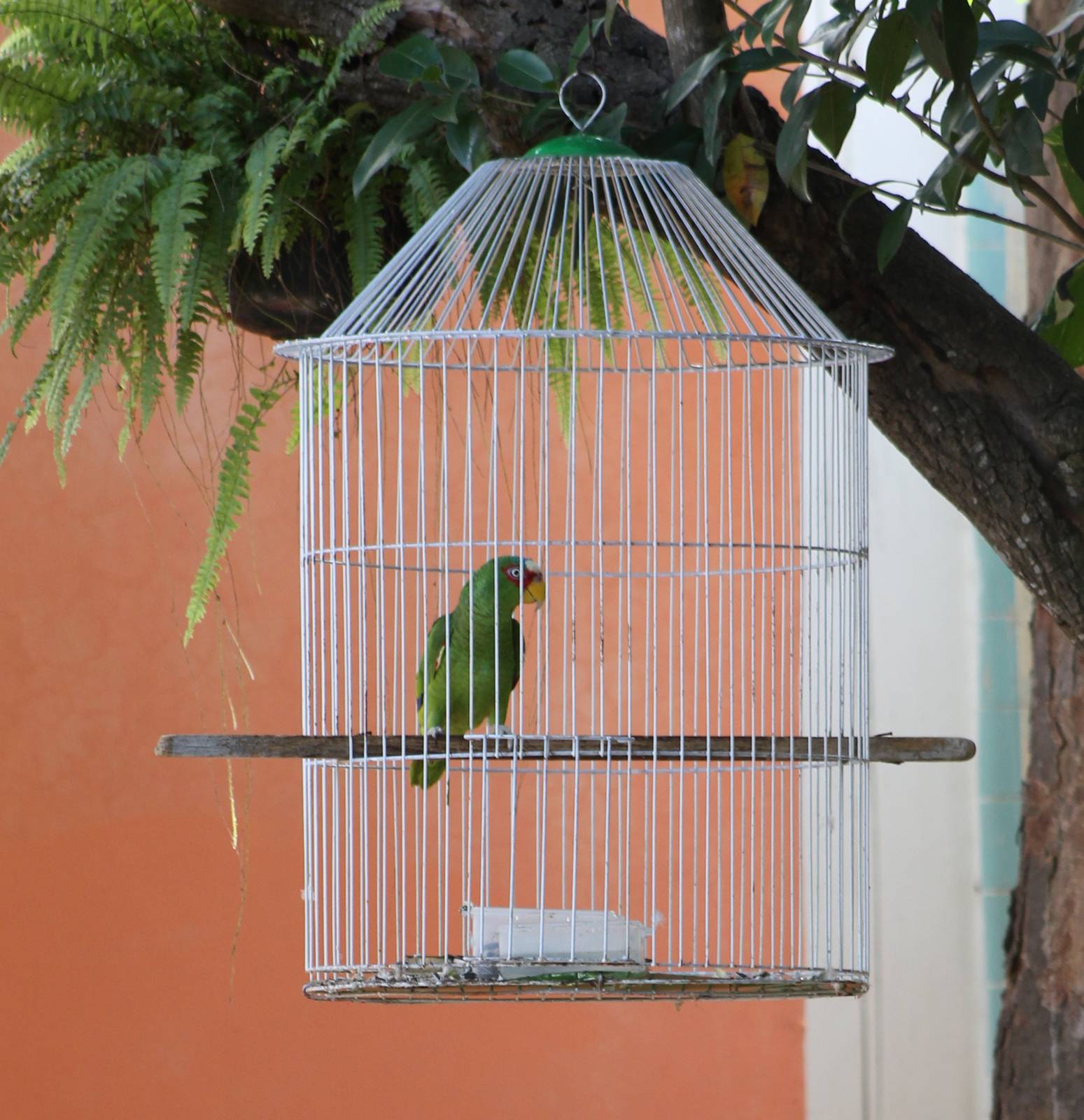 White-fronted amazone parrot