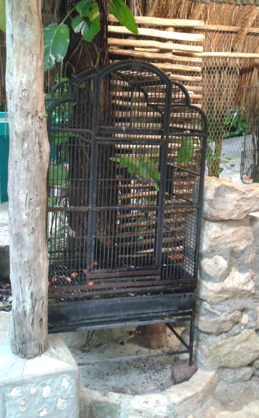 White-fronted amazone parrots