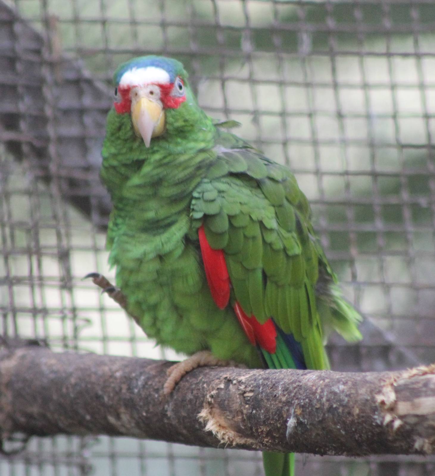 White-fronted amazone