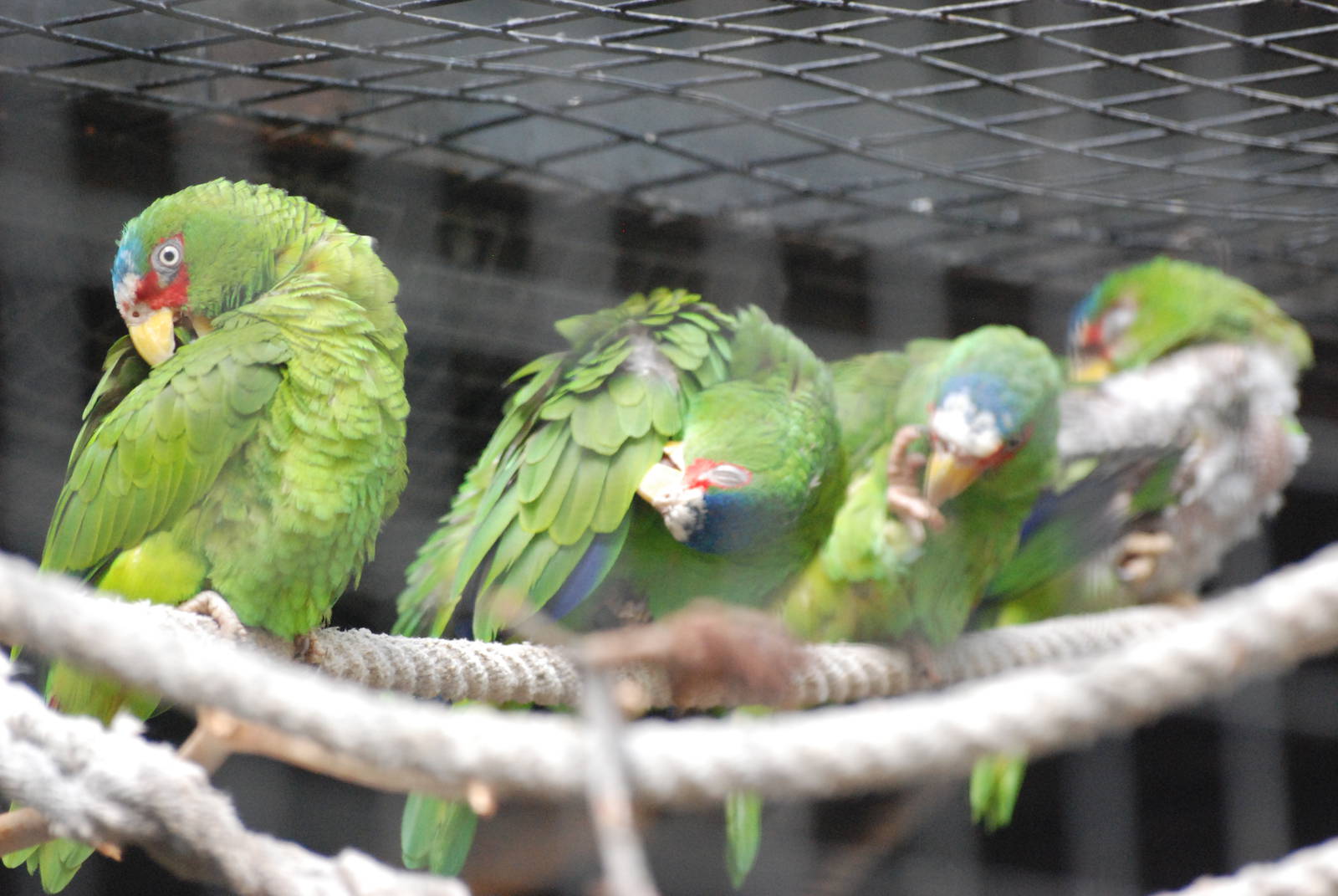 White-fronted Amazons at Barcelona, 30/05/11