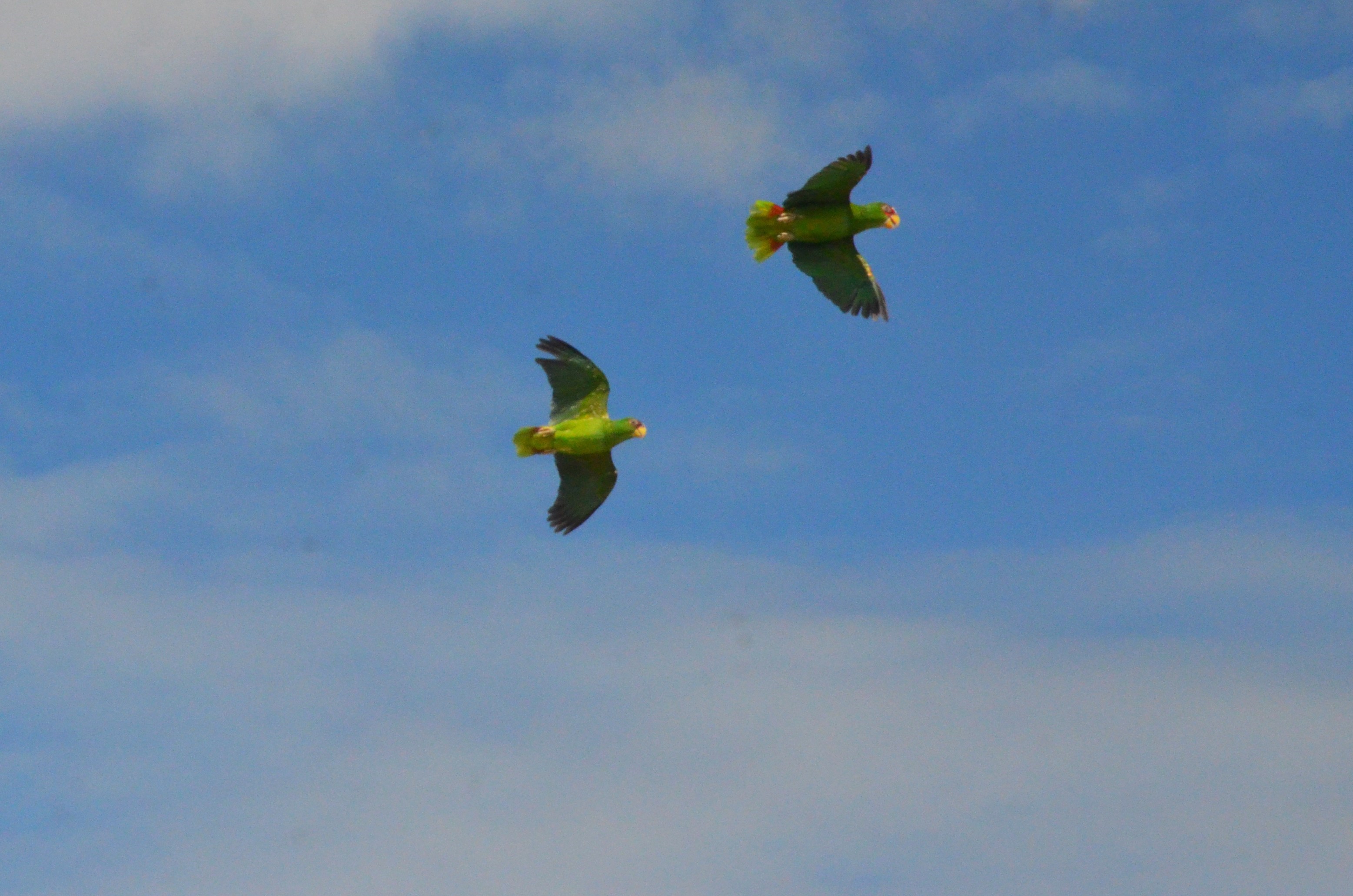 White-fronted Amazons - Les Maîtres des Airs at Beauval, 12/06/18