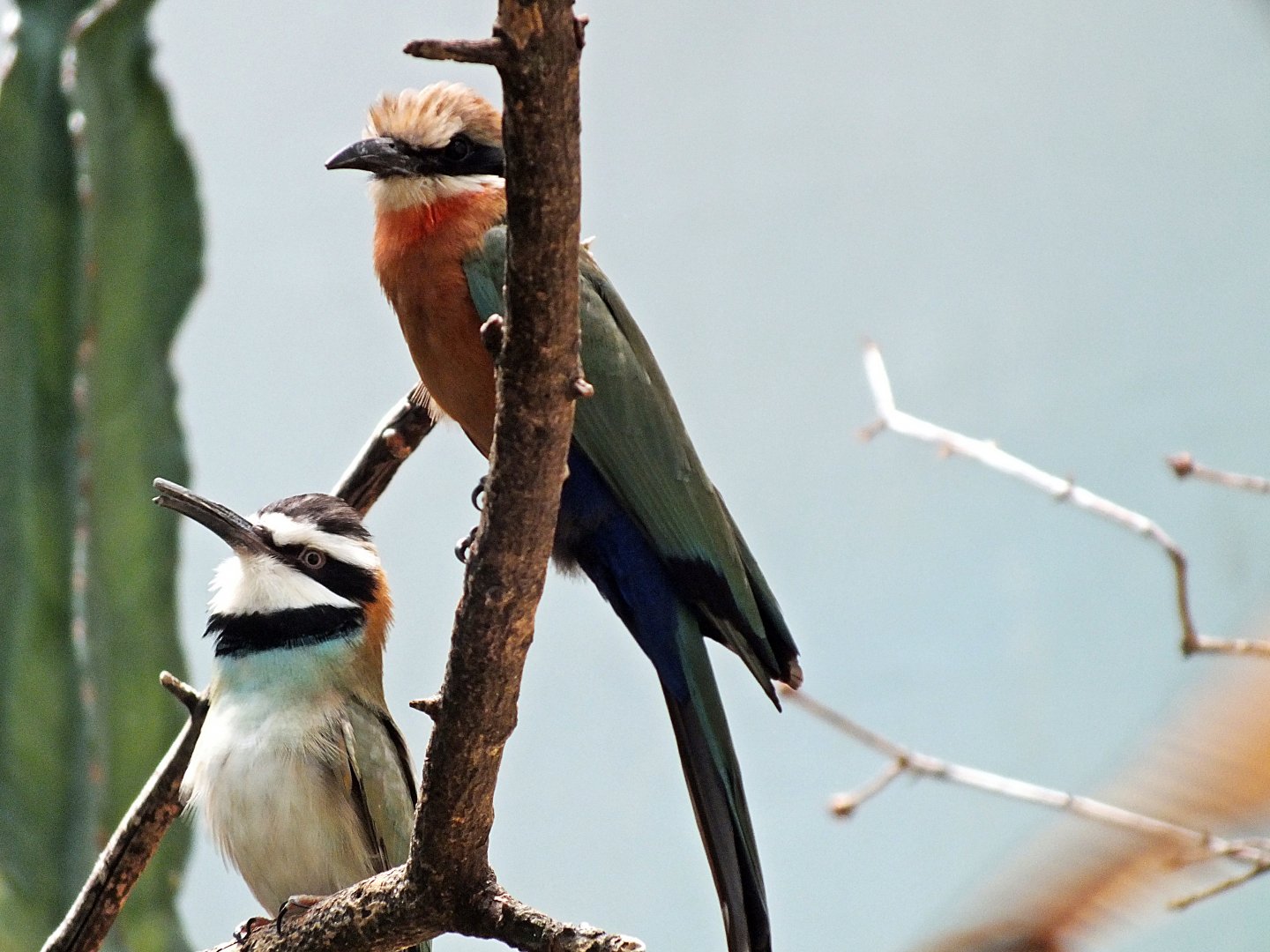 White-fronted and white-throated bee-eaters