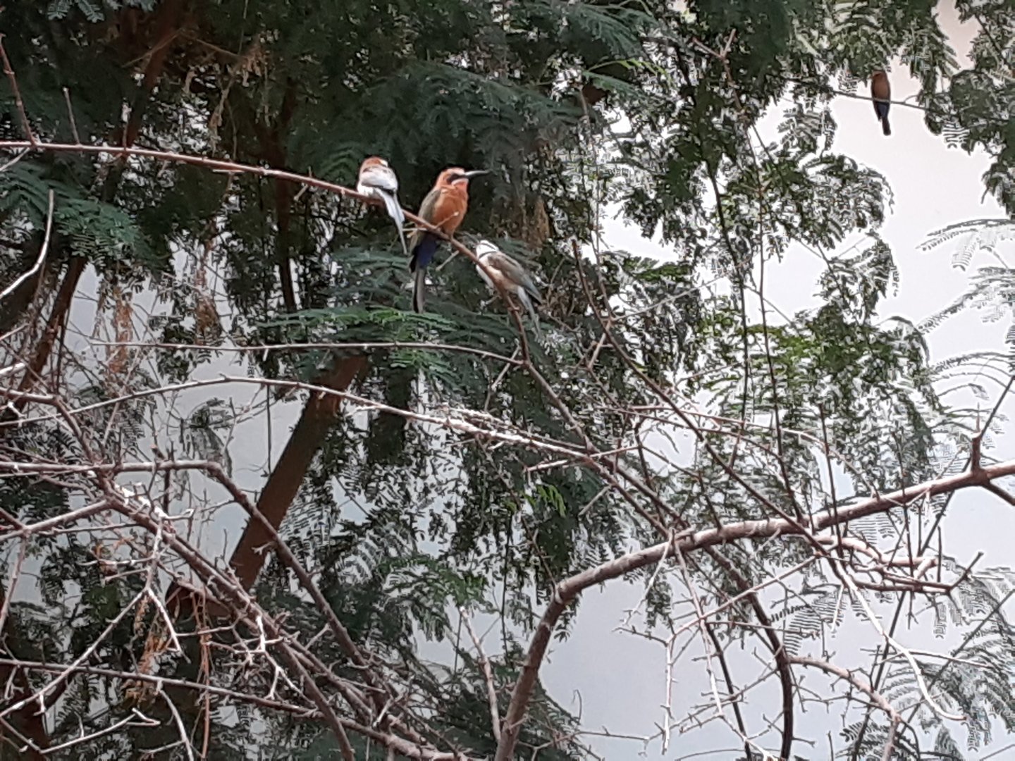 White-Fronted and White-Throated Bee-Eaters