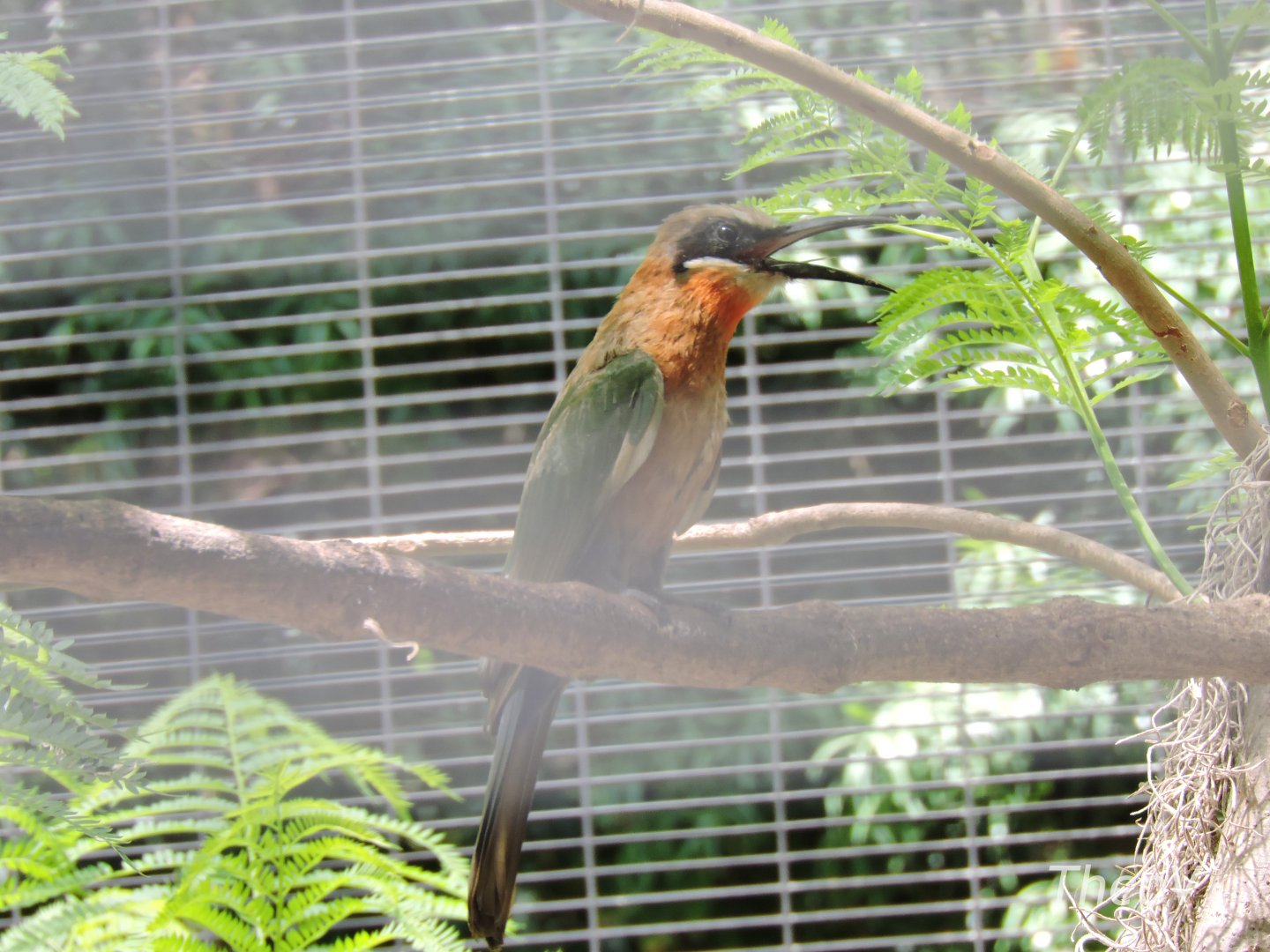 White-fronted bee-eater [2015]