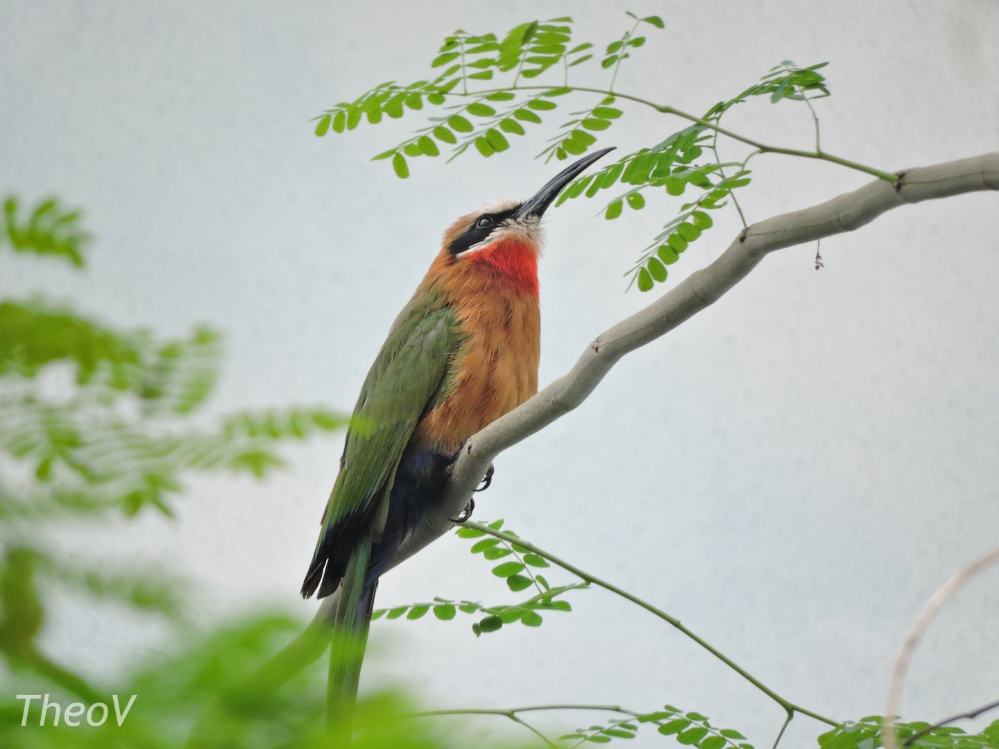 White-fronted bee-eater [2017]