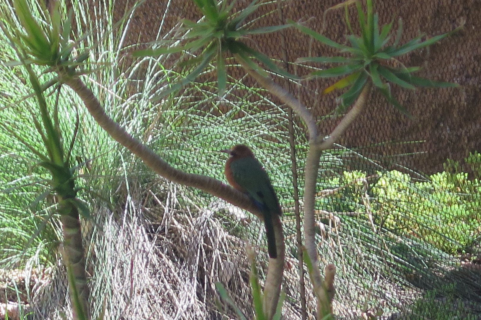 White Fronted Bee Eater (8/23/2024)