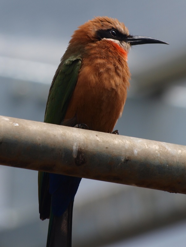 White-fronted bee-eater (April 19th, 2015)