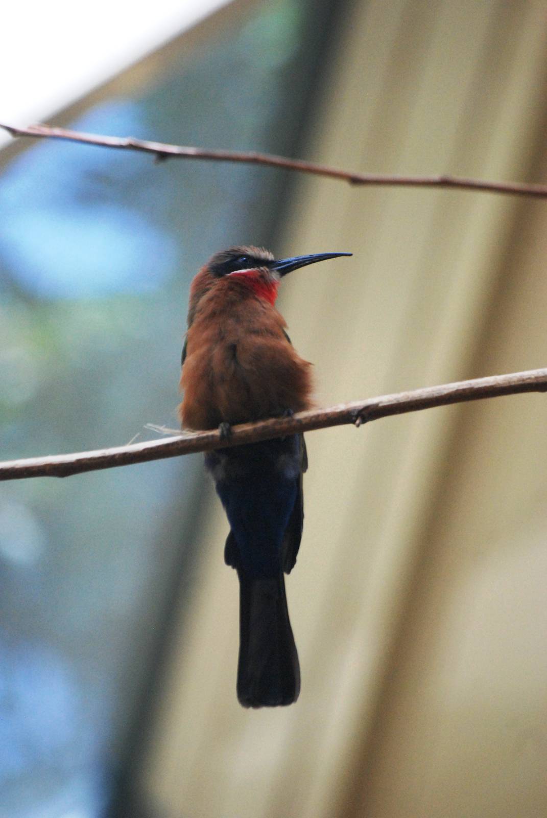 White-fronted Bee-eater at Vienna, 16/06/13