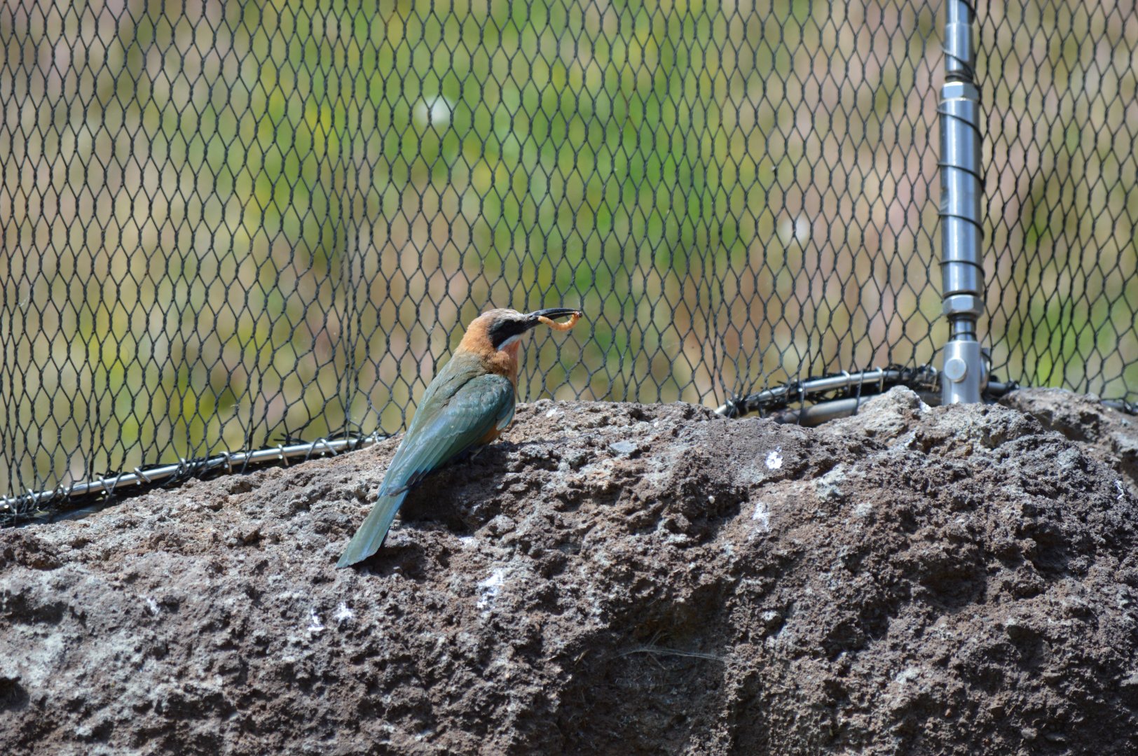 White-Fronted Bee-Eater (eating a mealworm)
