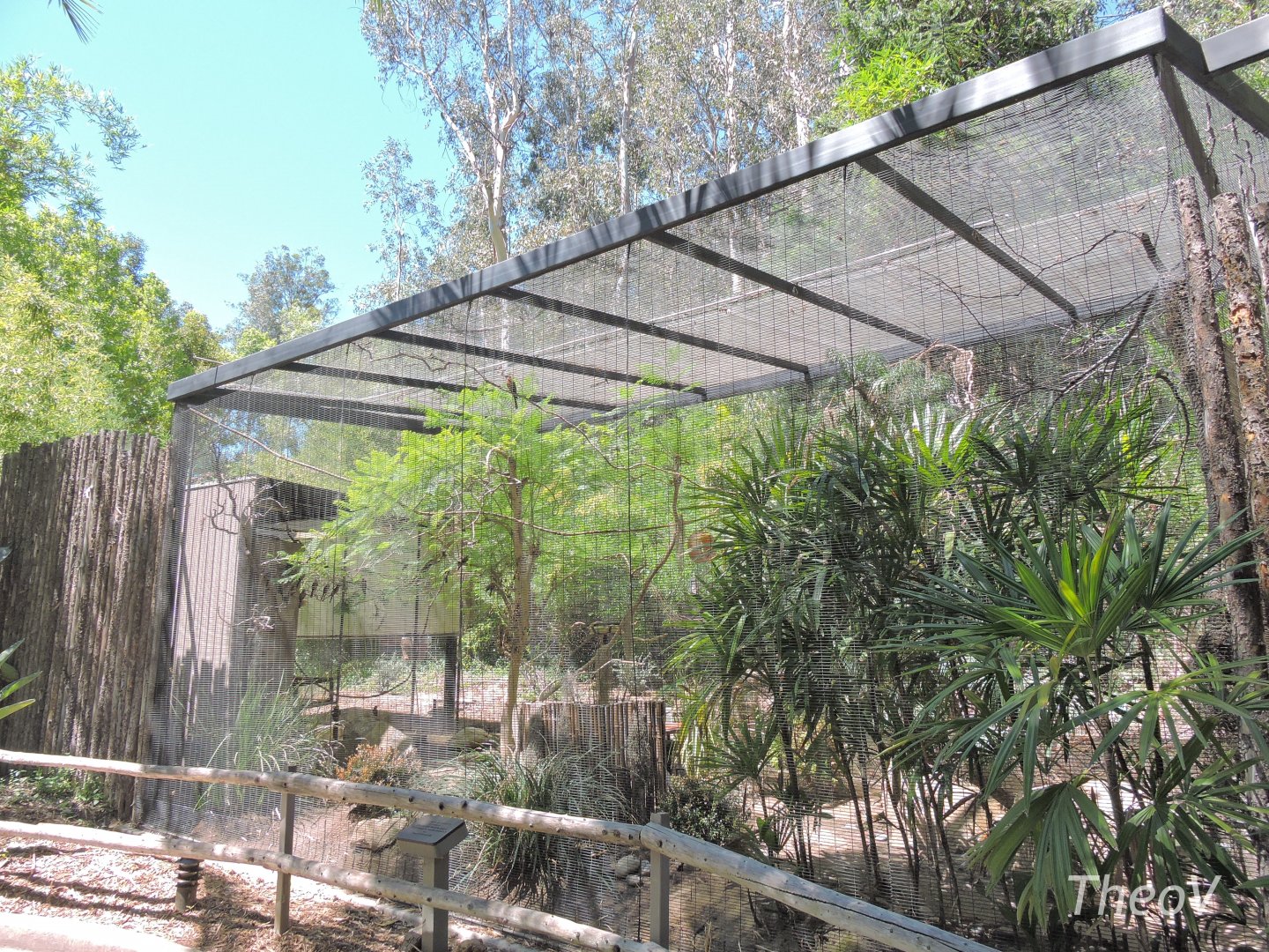 White-fronted bee-eater exhibit [2015]